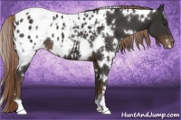 Horse Color:White Spotted Liver Chestnut Appaloosa 