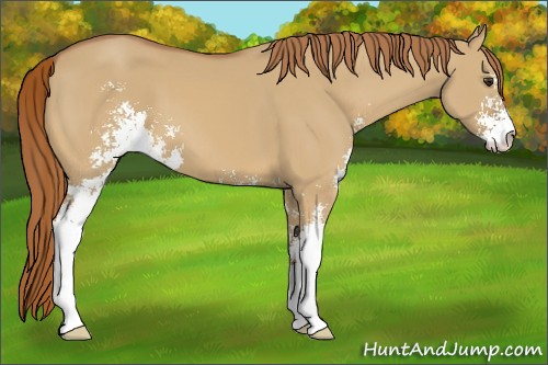 Horse Color:Red Dun Sabino