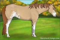 Horse Color:Red Dun Sabino