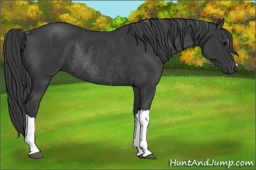 Horse Color:Black Rabicano