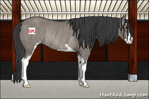 Horse Color:Grullo Sabino Rabicano 