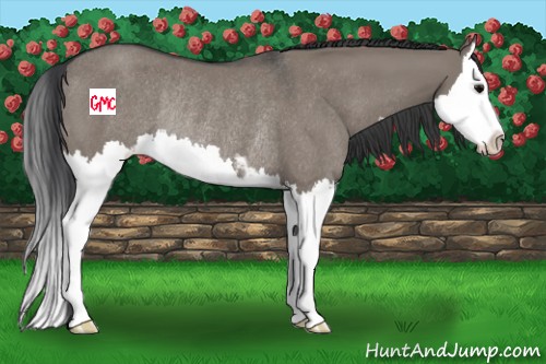 Horse Color:Grullo Sabino Splash Rabicano