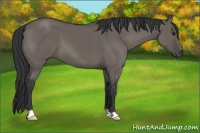 Horse Color:Grullo