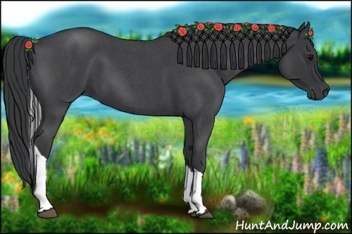 Horse Color:Blue Roan Tobiano