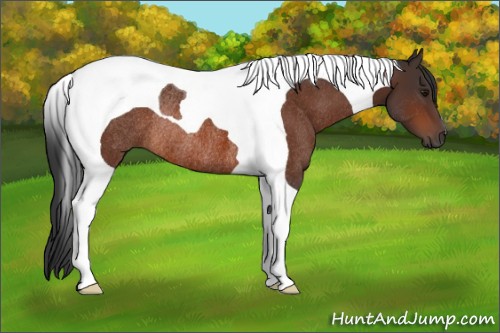 Horse Color:Bay Tobiano Rabicano 