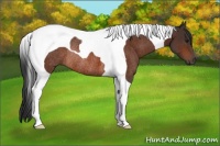 Horse Color:Bay Tobiano Rabicano 