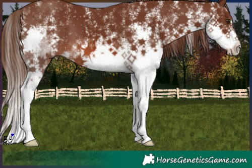 Horse Color:White Spotted Liver Chestnut Splash 