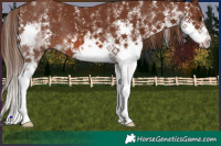 Horse Color:White Spotted Liver Chestnut Splash 