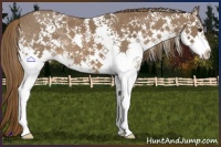 Horse Color:White Spotted Liver Chestnut Splash