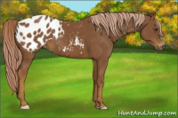 Horse Color:Gray Palomino Appaloosa 