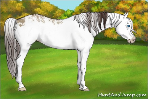 Horse Color:Brown Dun Sabino Splash Appaloosa 