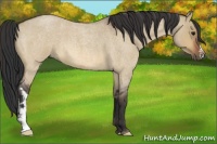 Horse Color:Bay Roan Dun 