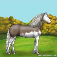 Horse Color:Liver Chestnut Splash 