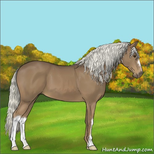 Horse Color:Liver Chestnut 