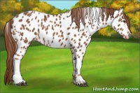 Horse Color:Chestnut Appaloosa