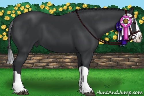 Horse Color:Black Splash 