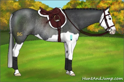 Horse Color:Black Splash Rabicano