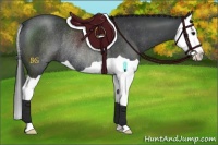 Horse Color:Black Splash Rabicano 