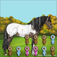 Horse Color:Brown Dun Appaloosa 