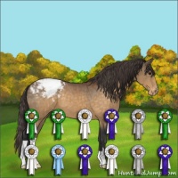 Horse Color:Buckskin Snowflake Varnish