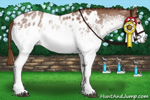 Horse Color:White Spotted Chestnut Appaloosa 