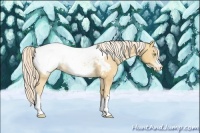 Horse Color:Gold Cream Champagne Appaloosa 