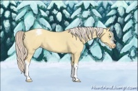 Horse Color:Gold Cream Champagne Dun Appaloosa 