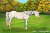 Horse Color:Palomino Dun Appaloosa