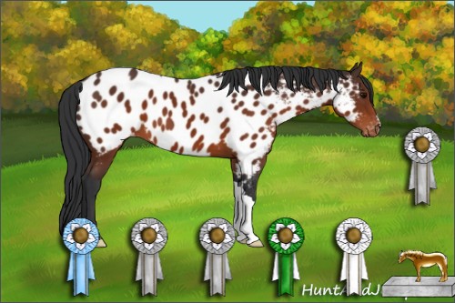 Horse Color:Brown Near Leopard