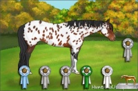 Horse Color:Brown Appaloosa