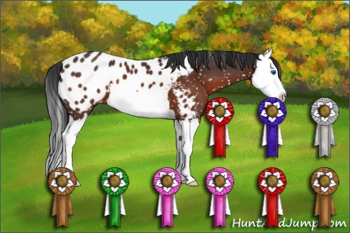 Horse Color:Brown Splash Near Leopard