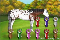 Horse Color:Brown Splash Near Leopard 