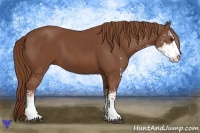 Horse Color:Chestnut Sabino