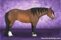 Horse Color:Buckskin Sabino 