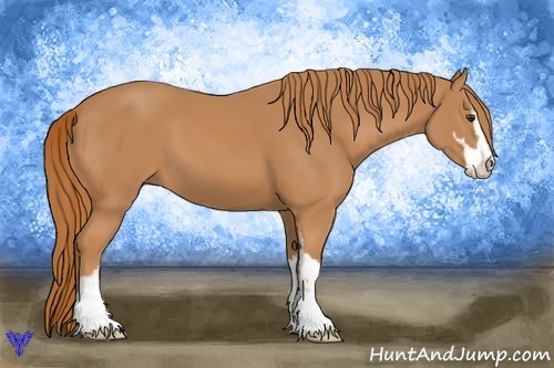 Horse Color:Chestnut Sabino 