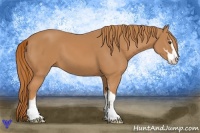 Horse Color:Chestnut Sabino