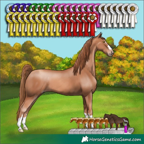 Horse Color:Gold Champagne 