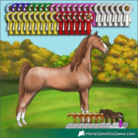 Horse Color:Gold Champagne