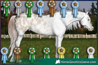 Horse Color:Sable Champagne Dun Tobiano Appaloosa