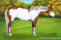 Horse Color:Silver Bay Frame