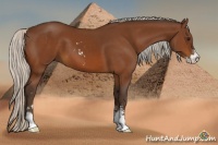Horse Color:Silver Bay Sabino 