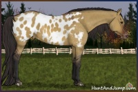 Horse Color:Brown Dun Sabino Blanket