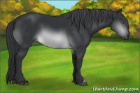 Horse Color:Brown Chinchilla 