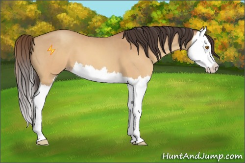 Horse Color:Sable Champagne Splash 