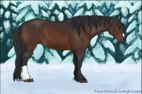 Horse Color:Brown 
