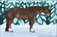 Horse Color:Liver Chestnut 