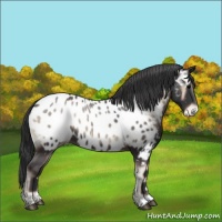 Horse Color:Blue Onyx Near Leopard 