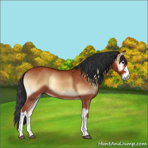 Horse Color:Bay Onyx 