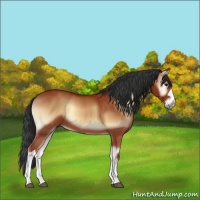 Horse Color:Bay Onyx 