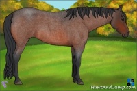 Horse Color:Bay Roan 